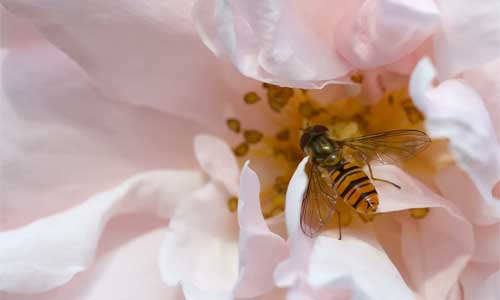 Rosen im Garten – ein Paradies fur Bienen Vogel und Insekten 3 - Rosen im Garten – ein Paradies für Bienen, Vögel und Insekten